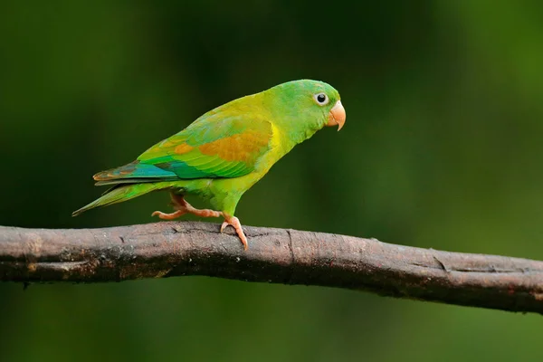 Tovi Orange Chinned Parakeet Brotogeris Jugularis Portrait Light Green Parrot — Stock Photo, Image