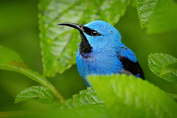 Blauer Tropenvogel Porträt Aus Nächster Nähe Glänzende Honigkriecher Cyanerpes Lucidus — Stockfoto