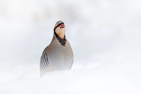 Rock Partridge Alectoris Graeca Gamebird Pheasant Family Snow Winter Bird — Stock Photo, Image