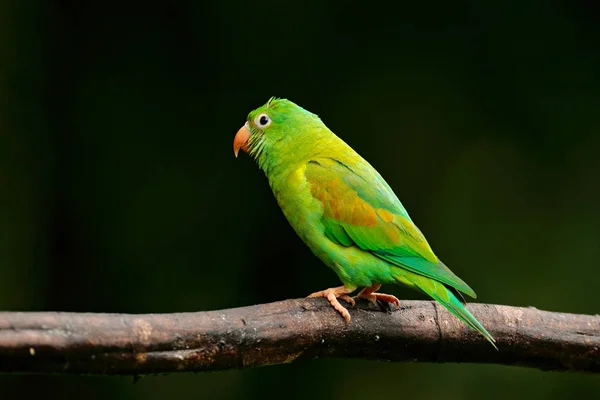 Tovi Oranžová Bradou Papouška Brotogeris Jugularis Portrét Světle Zeleného Papouška — Stock fotografie