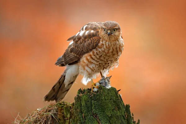 Akcipiter Nisus Který Sedí Lese Zeleném Kmeni Malým Ptákem Scéna — Stock fotografie