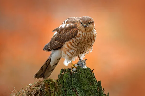 Gavilán Euroasiático Accipiter Nisus Sentado Tronco Árbol Verde Bosque Con —  Fotos de Stock