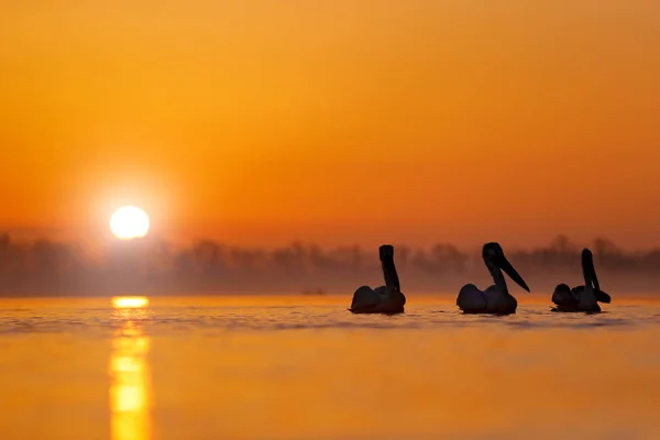 Dalmatinischen Pelikan Pelecanus Crispus Lake Kerkini Griechenland Vogel Mit Morgensonnenaufgang — Stockfoto