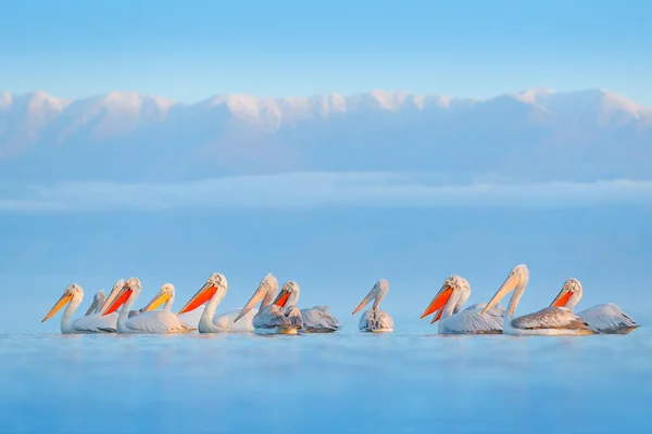 Αργυροπελεκάνος Αργυροπελεκάνος Λίμνη Κερκίνη Ελλάδα Palican Στην Επιφάνεια Μπλε Νερού — Φωτογραφία Αρχείου