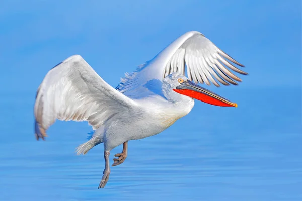 鳥フライ ダルマチアペリカン Pelecanus Kerkini ギリシャに上陸 ペリカンと開いた羽ヨーロッパの自然から野生動物のシーン 青い湖の水への鳥の着陸 — ストック写真