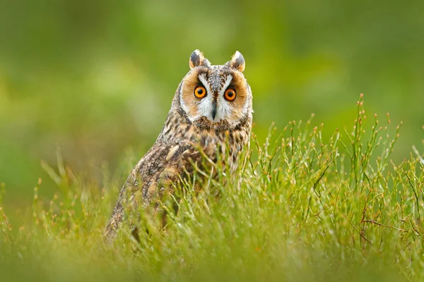 Barn owl sitting on green grass