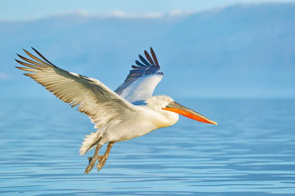 青い湖水に着陸します 飛ぶ鳥 ニシハイイロ ペリカン ペリカン ナガバギシギシ Kerkini ギリシャに上陸します オープンの翼とペリカン ヨーロッパの自然から野生動物のシーン — ストック写真