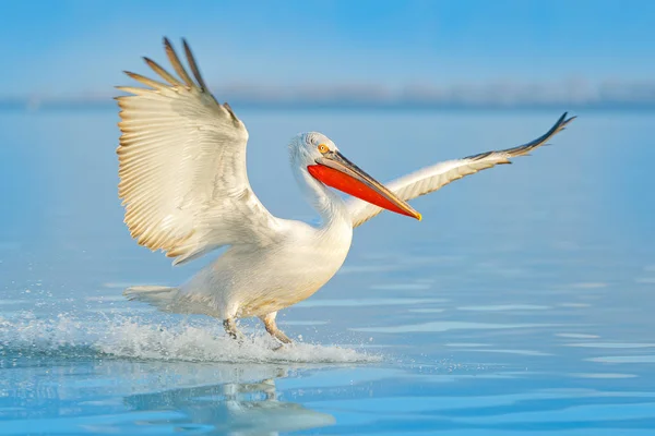 青い湖水に着陸します 飛ぶ鳥 ニシハイイロ ペリカン ペリカン ナガバギシギシ Kerkini ギリシャに上陸します オープンの翼とペリカン ヨーロッパの自然から野生動物のシーン — ストック写真