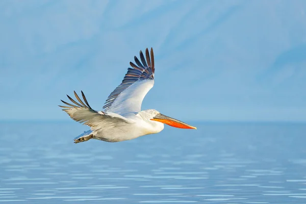 Vogel Landing Aan Het Blauwe Meerwater Zangvogels Vliegen Kroeskoppelikaan Pelecanus — Stockfoto