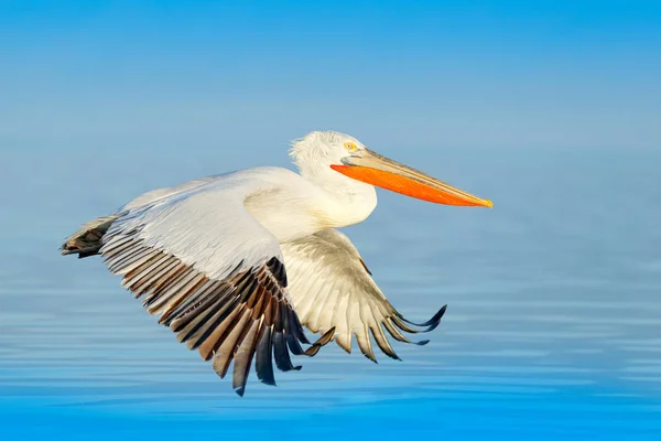 Птица Садится Голубую Воду Озера Птица Мухе Далматинский Пеликан Pelecanus — стоковое фото