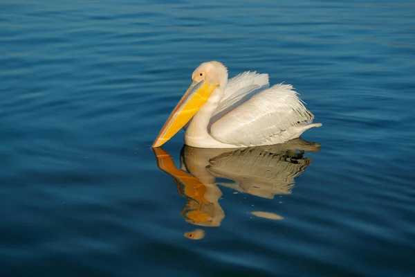 Білий Пеликан Пelecanus Оокротаранов Озері Керкіні Греція Пелікани Блакитну Поверхню — стокове фото