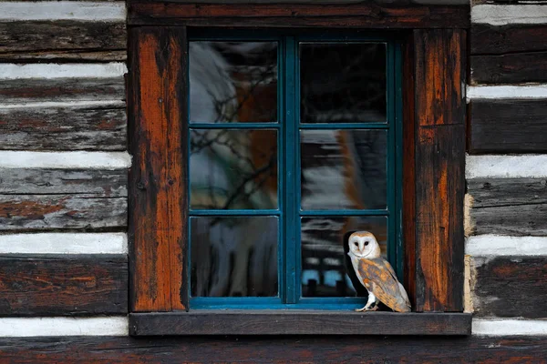 Schleiereule Auf Holzfenster Sitzend Vogel Städtischen Lebensraum Tschechische Republik Wilder — Stockfoto