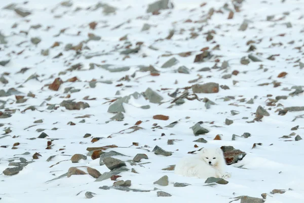 生息地 冬の風景 スヴァールバル ノルウェーのホッキョクグマ 雪の中で美しい白い動物 自然からの野生動物のアクションシーン Vulpes Lagopos 白い毛皮のコートキツネの顔の肖像画 ヨーロッパ産の哺乳類 — ストック写真