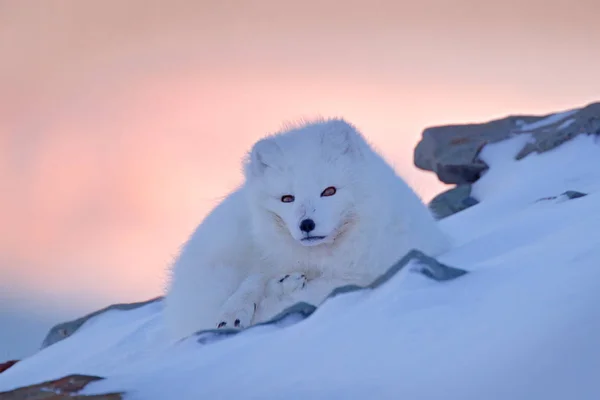 Polar Fox Habitat Winter Landscape Svalbard Norvège Bel Animal Blanc — Photo