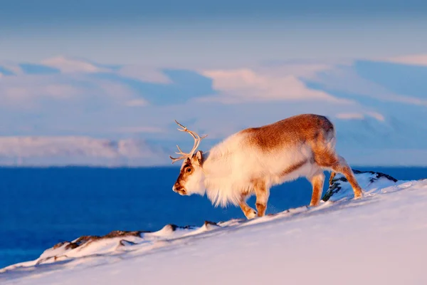 Dziki Renifer Śniegu Svalbard Norwegia Jelenie Skalistej Górze Svalbard Scena — Zdjęcie stockowe