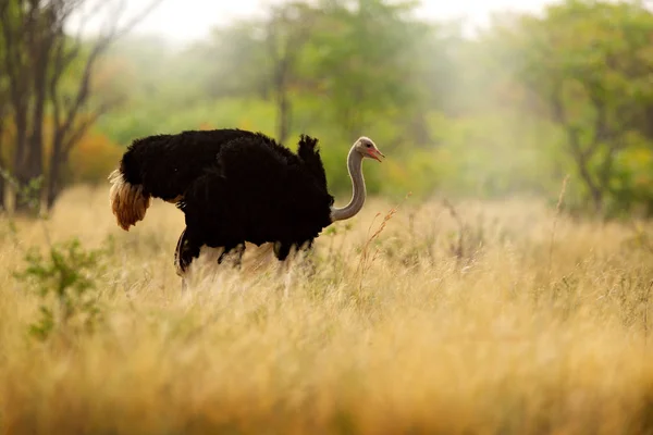 Common Ostrich Struthio Camelus Big Bird Feeding Green Grass Savannah — Stock Photo, Image