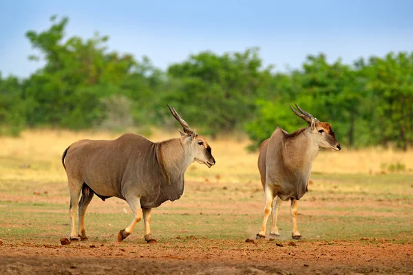 Anthelope Είδος Αντιλόπης Taurotragus Oryx Μεγάλο Καφέ Αφρικανική Θηλαστικό Στην — Φωτογραφία Αρχείου