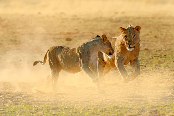 Lions fight in the sand. Lion with open muzzle. Pair of African lions, Panthera leo, detail of big animals, Etosha NP, Namibia in Africa. Cats in nature habitat. Animal behaviour in Namibia.