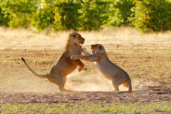 ライオンズは砂の中で戦います 開いた銃口が付いているライオン アフリカのアフリカのライオン ヒョウ属レオ エトーシャ ナミビアのペア 自然の生息地の猫 動物の行動 — ストック写真