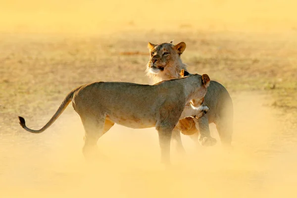 Lions fight in the sand. Lion with open muzzle. Pair of African lions, Panthera leo, detail of big animals, Etosha NP, Namibia in Africa. Cats in nature habitat. Animal behaviour in Namibia.