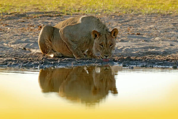 Lions drinking water. Portrait of pair of African lions, Panthera leo, detail of big animals, Kruger National Park South Africa. Cats in nature habitat. Greeting of male and female.