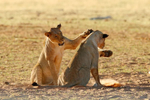 Lions Kämpa Sanden Lion Med Öppen Munkorg Par Afrikanska Lejon — Stockfoto