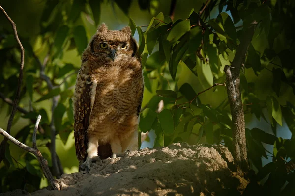 Gufo Reale Bubo Africanus Gufo Africano Presente Nell Habitat Naturale — Foto Stock