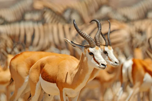 動物の大きなグループ ナミビア 水の穴の近くの動物の群れ Etocha ナミビア アフリカ 砂漠の乾燥した季節の日当たりの良い暑い日 ゲムズボック オリックス Gazella — ストック写真