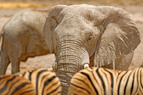 Detail of wrinkled elephant skin. Detail of big elephant with clay mud. Wildlife scene from nature. Art view on nature. Eye close-up portrait of big mammal, Etosha NP, Namibia in Africa.