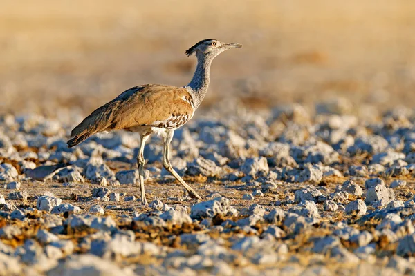 Kori Trappe Ardeotis Kori Größter Fliegender Vogel Aus Afrika Vogel — Stockfoto