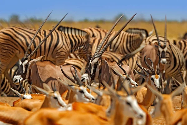 Big group of animals, Namibia. Herds of animals near the water hole, Etocha NP, Namibia, Africa. Sunny hot day in dry season in desert. Gemsbok, Oryx gazella, large antelopes with zebras.