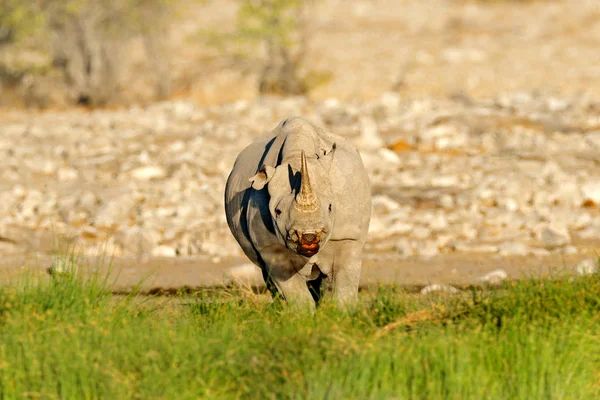 Ρινόκερος Κοντά Στην Τρύπα Του Νερού Πράσινη Κύηση Ετοχα Ναμίμπια — Φωτογραφία Αρχείου