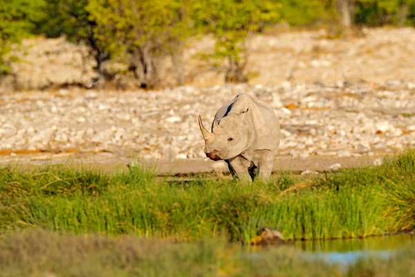 코뿔소 코뿔소 Diceros Bicornis 아프리카 동물의 초상화 식물이 근처의 코뿔소 — 스톡 사진