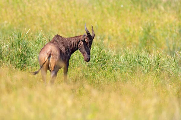 Tsessebe Común Damaliscus Lunatus Retrato Detallado Gran Mamífero Africano Marrón — Foto de Stock