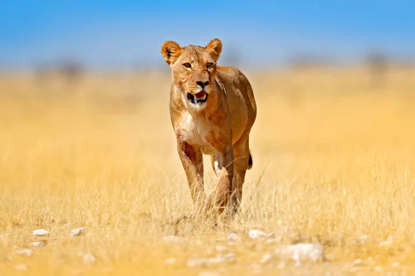 León Africano Caminando Hierba Con Hermosa Luz Noche Escena Vida —  Fotos de Stock