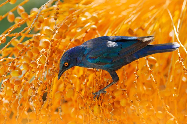 Cape Glossy Starling Lamprotornis Nitens Charakter Siedliska Pomarańczowy Plam Drzewa — Zdjęcie stockowe