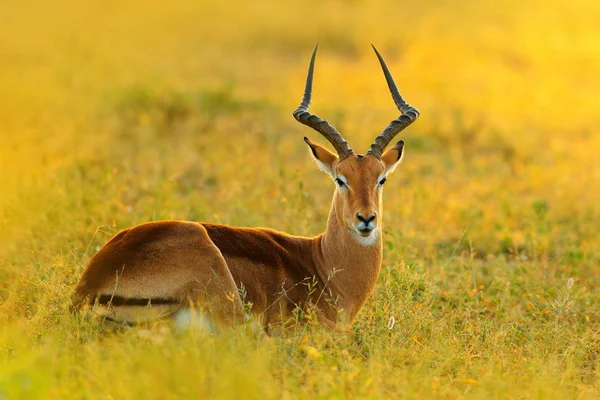 美丽的黑斑羚在草地上与傍晚的阳光 动物在自然栖息地 非洲野生动物的日落 位于南非克鲁格恩普草地上的阿波拉羚羊 — 图库照片