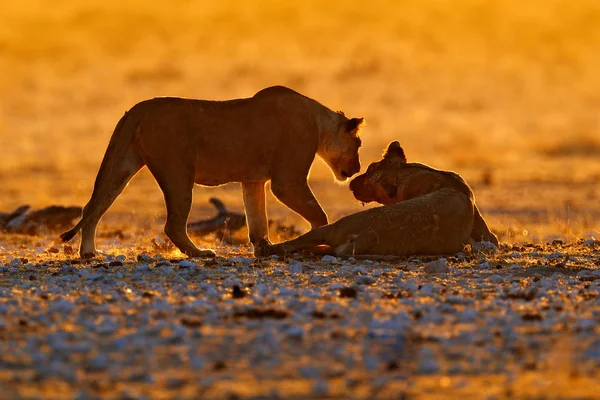 Esti Narancssárga Naplemente Afrikában Oroszlánok Portré Pár Afrikai Oroszlánok Panthera — Stock Fotó