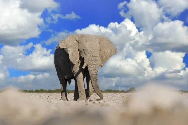 Velký Africký Slon Modrou Oblohou Bílými Mračny Etocha Namibie Africe — Stock fotografie