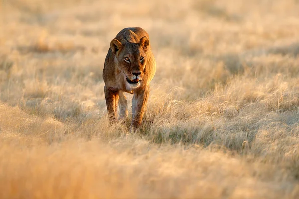 エトーシャ国立公園 ナミビアで大きな怒っている雌のライオン アフリカのライオンが美しい夜の光で 草の中を歩きます 自然から野生動物のシーン 動物の生息地で アフリカのサファリ — ストック写真