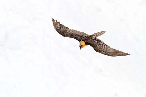 Lammergeier やひげを生やしたハゲタカ Gypaetus Barbatus ロックマウンテンの上空を飛ぶ鳥 希少な山の鳥 雪で飛ぶ 石の生息地で動物 ヴァレー スイス — ストック写真