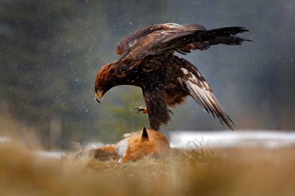 Golden Eagle Feeding Kill Red Fox Forest Rain Snowfall Bird — Stock Photo, Image