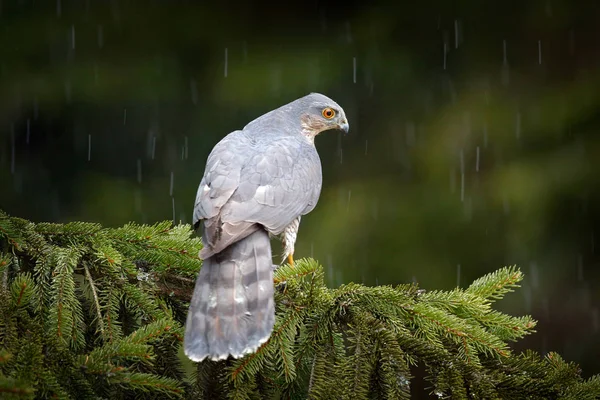 Bird Prey Eurasian Sparrowhawk Accipiter Nisus Sitting Spruce Tree Heavy — Stock Photo, Image