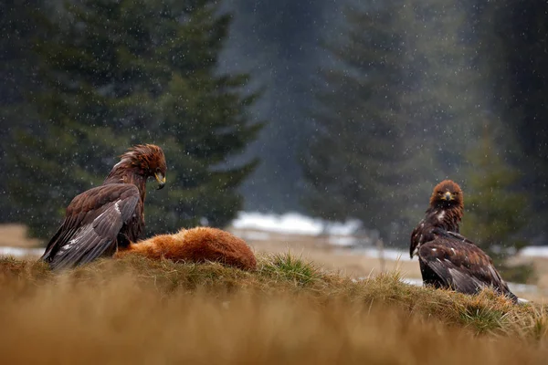 Dwa Złote Orły Karmią Się Zabójczym Red Fox Lesie Podczas — Zdjęcie stockowe