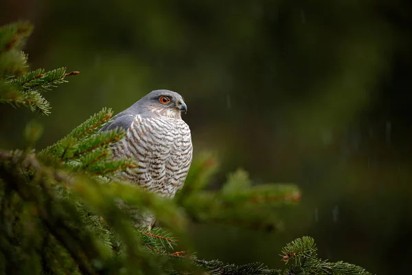 Pták Kořalky Eurasijský Sparrowhawk Accipiter Nisus Který Sedí Smrkových Stromech — Stock fotografie