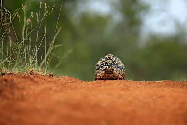 Leopar Kaplumbağa Turuncu Çakıl Yolda Stigmochelys Pardalis Yeşil Kaplumbağa Habitat — Stok fotoğraf