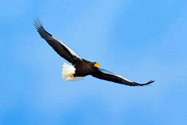 Sällsynt Eagle Med Snöiga Sjön Med Stellers Sea Eagle Haliaeetus — Stockfoto