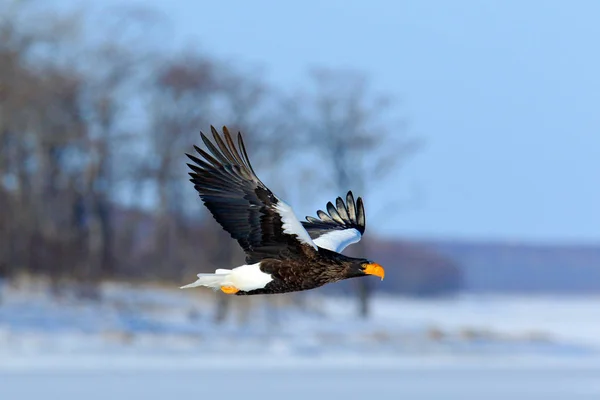 オオワシ Haliaeetus 北海道 日本の森林に獲物の鳥を飛行します 自然の山の生息地とイーグルします — ストック写真