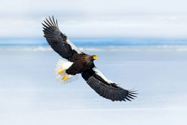 氷と雪に覆われた湖の稀なワシ オオワシ Haliaeetus 北海道 日本の森林に獲物の鳥を飛行します 冬に飛ぶ鳥 — ストック写真