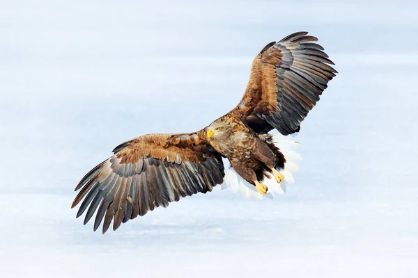 Duży Drapieżny Ptak Niebie Orzeł Bielik Haliaeetus Albicilla Dużych Ptaków — Zdjęcie stockowe